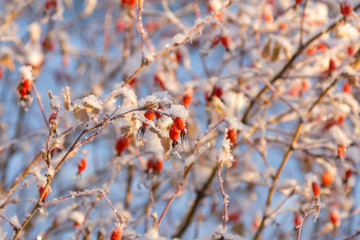 Rosehip berries covered with frost.