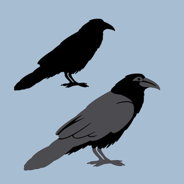 Raven vector illustration style Flat set