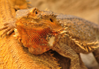 Lizzard at Butterfly World, Klapmuts, South Africa