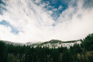 Mountain Tree Landscape