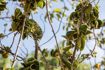 Chamäleon gut getarnt in Baum