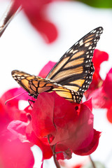 Butterfly on a Flower