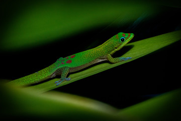 Madagascar Gold-Dusted Green Gecko