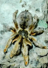 Tarantula at Butterfly World, South Africa