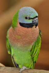Parrot at Butterfly World, Klapmuts, South Africa