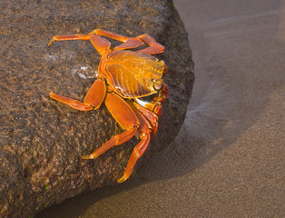 Sally Lightfoot Crab