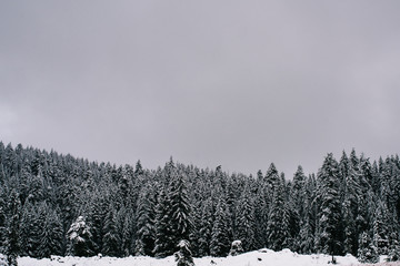 Mountain Snowy Trees