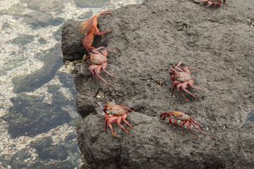 Abundance of Sally Lightfoot Crabs, Galapagos
