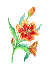 Orange tulip and butterfly, watercolor painting.