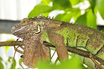 Iguana on a branch in South Africa
