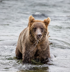 Plakat Brown bear standing in the river. USA. Alaska. Katmai National Park. An excellent illustration.