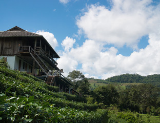 Fototapeta na wymiar Landscape of house in tea plantation at Doi-Montngo , Chiang Mai, Thailand