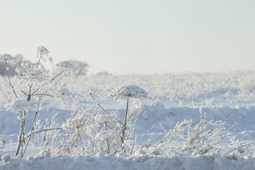 frosted plant