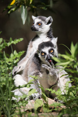 Lemurs