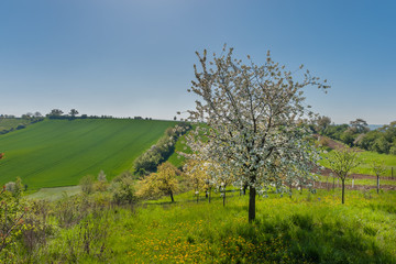 Rural Landscape with Trees