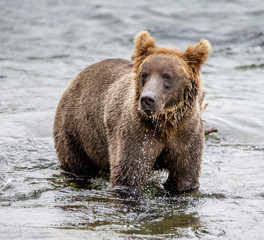 Obraz na płótnie Canvas Brown bear standing in the river. USA. Alaska. Katmai National Park. An excellent illustration.