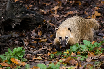 Coati
