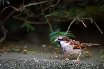 Sparrow