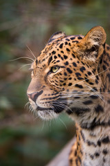 Fototapeta na wymiar Leopard portrait
