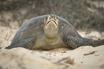 Sea Turtle Climbing out of Nest after Laying Eggs, Galapagos