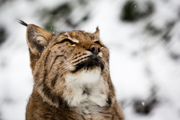 Lynx looking up