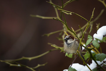 Sparrow on a branch