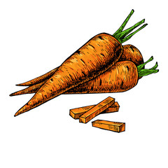 Carrot hand drawn vector illustration. Isolated Vegetable artistic