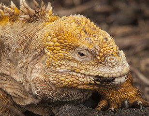 Yellow Iguana, Galapagos