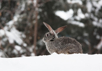 rabbit on a snowy background, hare in the snow