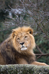 Lion portrait