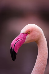 Head from a flamingo - obrazy, fototapety, plakaty