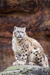 Sitting on a rock