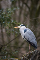Heron