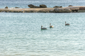 Pelican family swimming in the caribbean sea