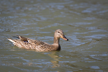 Duck on a lake
