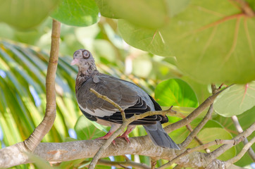 Close up of a pigeon Bird on a branch