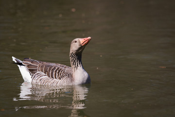 Greylag goose