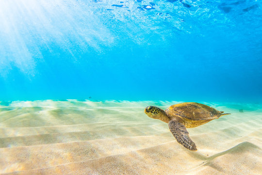 Endangered Hawaiian Green Sea Turtle Cruising in the warm waters of the Pacific Ocean
