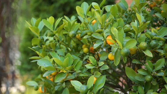 Citrofortunella microcarpa (calamondin). Natural background with calamondin fruits in foliage.