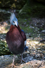 victoria crowned pigeon