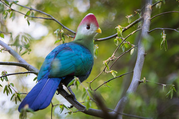 Turako on a branch