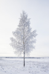 frosted tree