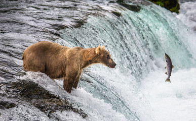 Brown bear catches a salmon in the river. USA. Alaska. Katmai National Park. An excellent...