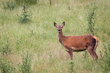Doe on a meadow