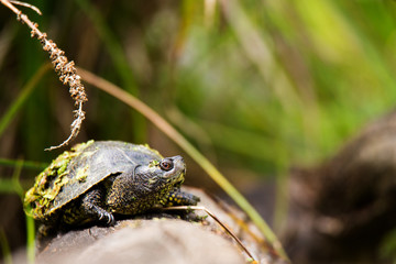 European pond turtle