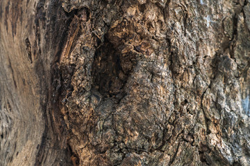 Tree bark background / texture
