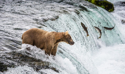 Brown bear catches a salmon in the river. USA. Alaska. Katmai National Park. An excellent illustration.