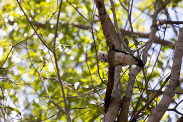 White-headed Vanga, Artamella viridis, has a beak caught moth, reserve Tsingy Ankarana, Madagascar