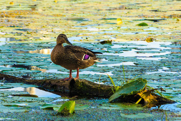 Wild duck on the river.