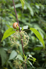 Snail on a nettle